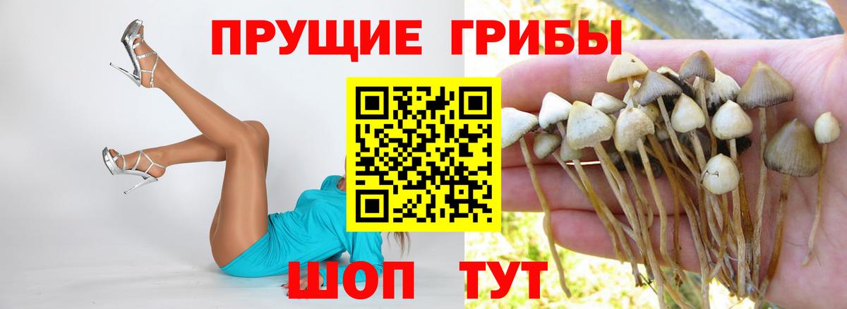Псилоцибиновые грибы Cubensis Калининград